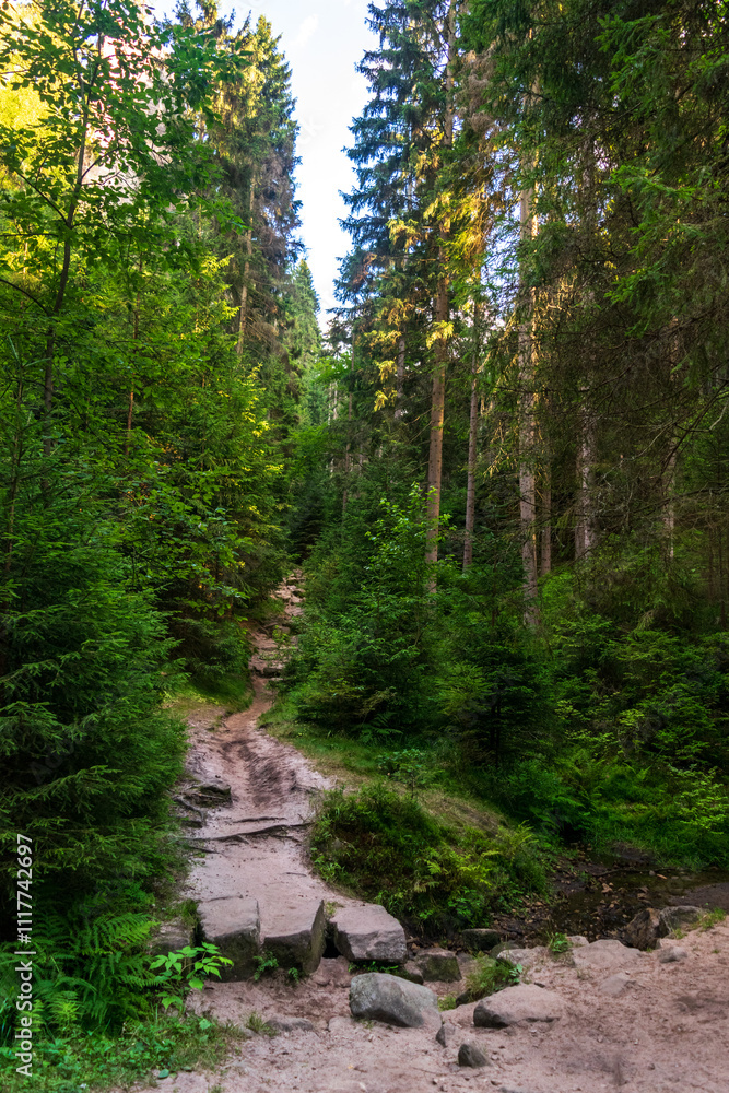Fototapeta premium Scenic forest path surrounded by lush greenery, sunlight filtering through trees, perfect for hiking