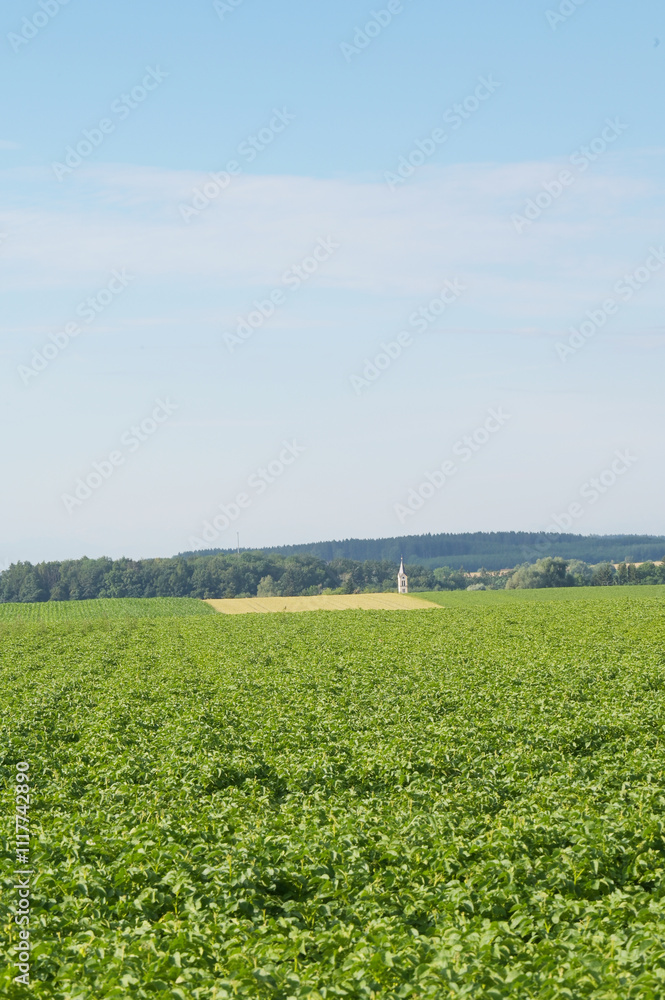 Fototapeta premium Kartoffel, Kartoffeln nach Reihenschluß