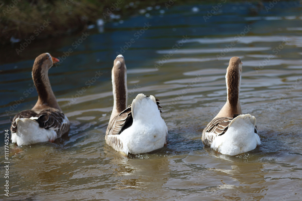 Geese with orange beaks swim in a man-made pond with murky water on a summer day in a farmyard. Geese with orange beaks swim in a man-made pond with murky water on a summer day in a farmyard.