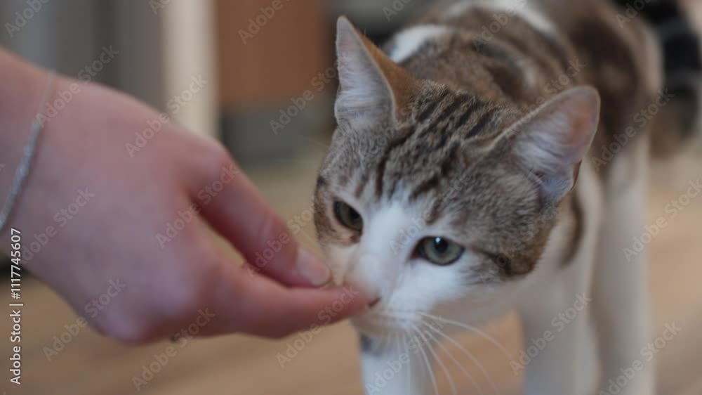 Slow motion shot of a small household cat eating food from its owners hand Slow motion shot of a small household cat eating food from its owners hand