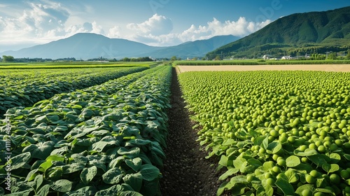 Japanese farm landscape with soybean fields and traditional natto production, transitioning to modern supplement manufacturing,  health and natural origins concept