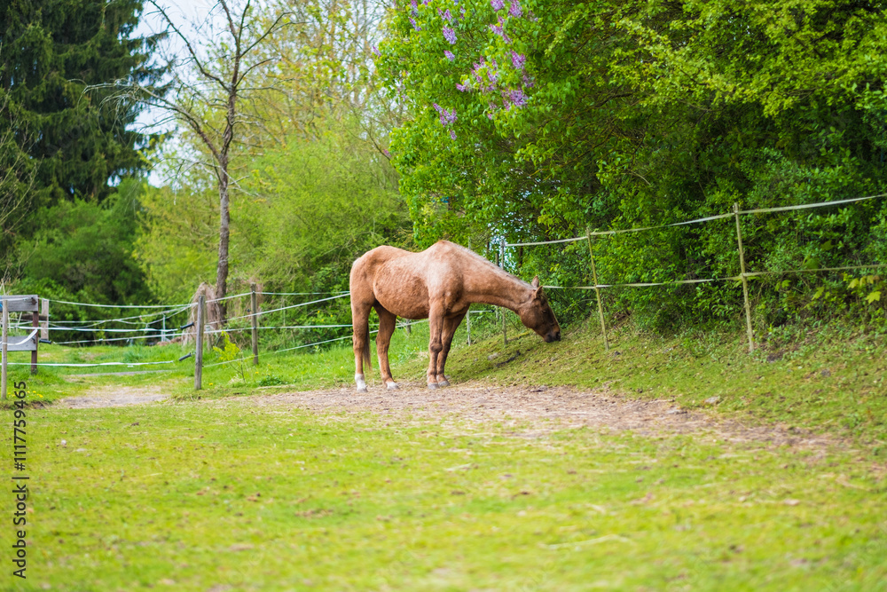 Tranquil Horse Grazing in a Lush Green Pasture Surrounded by Trees and Nature in a Peaceful, Serene Countryside Setting on a Sunny Day