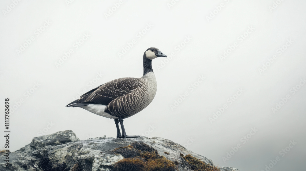 A lone Canada goose stands majestically on a rocky outcrop against a foggy sky, capturing a serene and contemplative moment in nature. A lone Canada goose stands majestically on a rocky outcrop against a foggy sky, capturing a serene and contemplative moment in nature.
