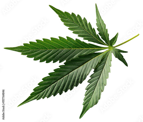 PNG Cannabis leaf with green, serrated edges