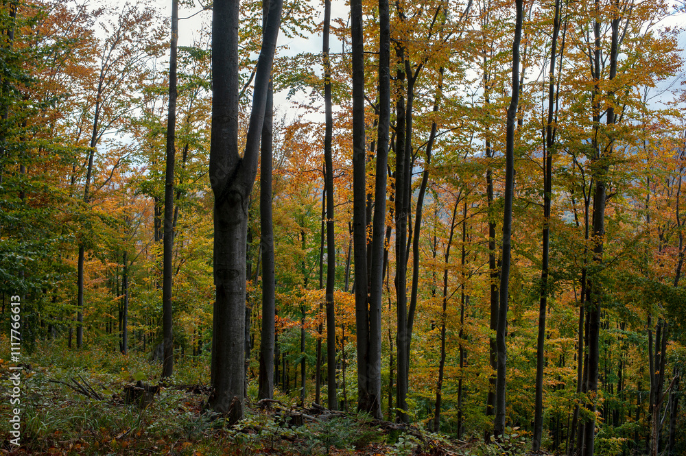 Beautiful autumn landscape. Travel, hiking, freedom, active lifestyle. Autumn in the forest. Beautiful autumn landscape. Travel, hiking, freedom, active lifestyle. Autumn in the forest.