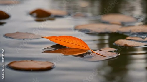 A bright orange leaf floating on a calm pond, creating a striking contrast.