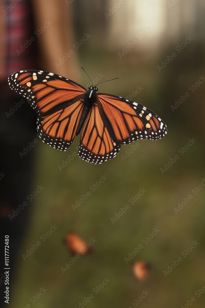 Fototapeta premium A monarch butterfly in flight, with delicate wings spread wide