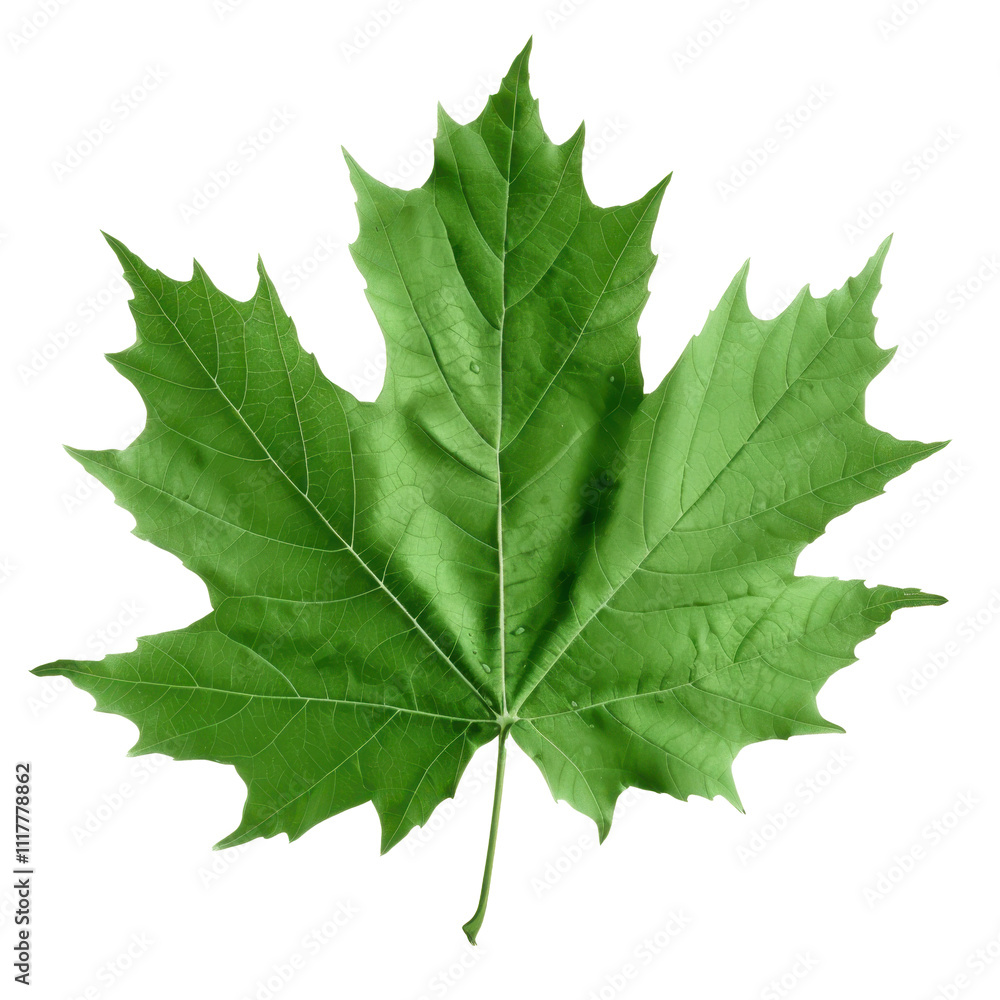 Maple leaf. Close-up. Nature. Maple leaf. Close-up. Nature.