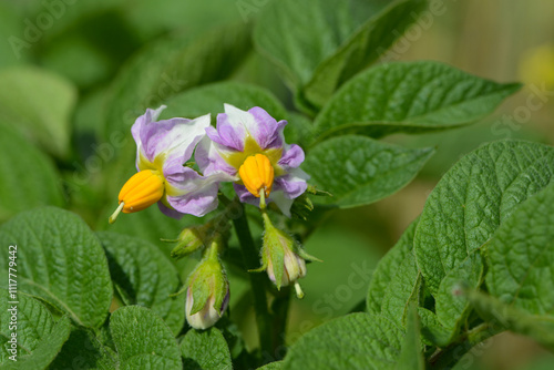 Kartoffelblüte photo