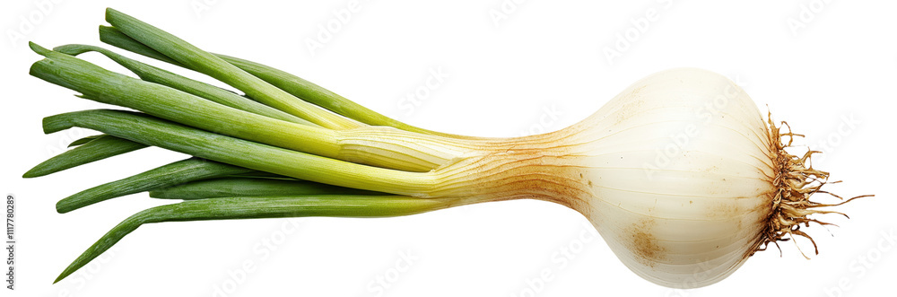 PNG Single fresh onion with green stalks PNG Single fresh onion with green stalks