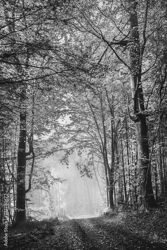 Wallpaper Mural Dezember Nebel und Dunst im Wald, schwarz-weiß Torontodigital.ca