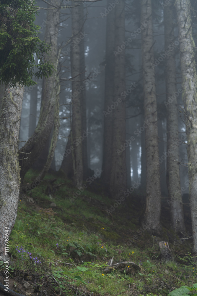 Obraz premium These photos, offering both the serenity and magic of nature