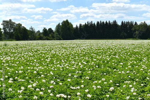 Kartoffel, Kartoffeln photo