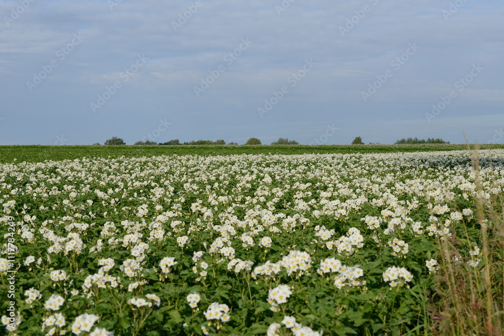 Kartoffel, Kartoffeln, Kartoffelblüte Kartoffel, Kartoffeln, Kartoffelblüte