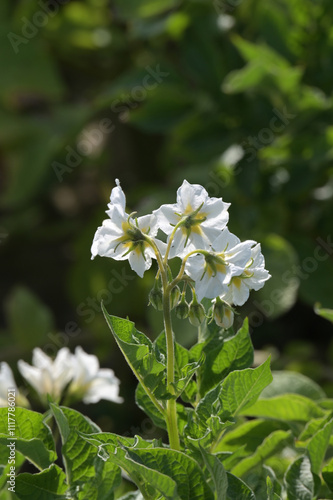 Kartoffel,  Kartoffeln, Kartoffelblüte photo