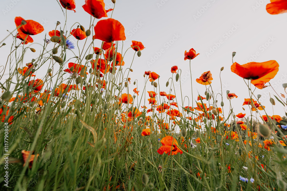 Obraz premium bright poppies against the sky. bottom view