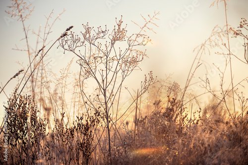 ears of grass in sparkling frost. delicate artistic photo with sparkling bokeh on a frosty meadow
