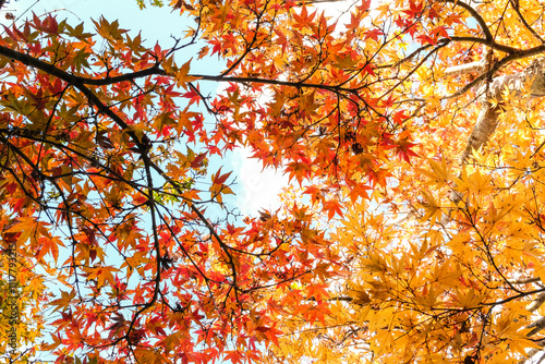 一面オレンジ色のモミジの紅葉 photo