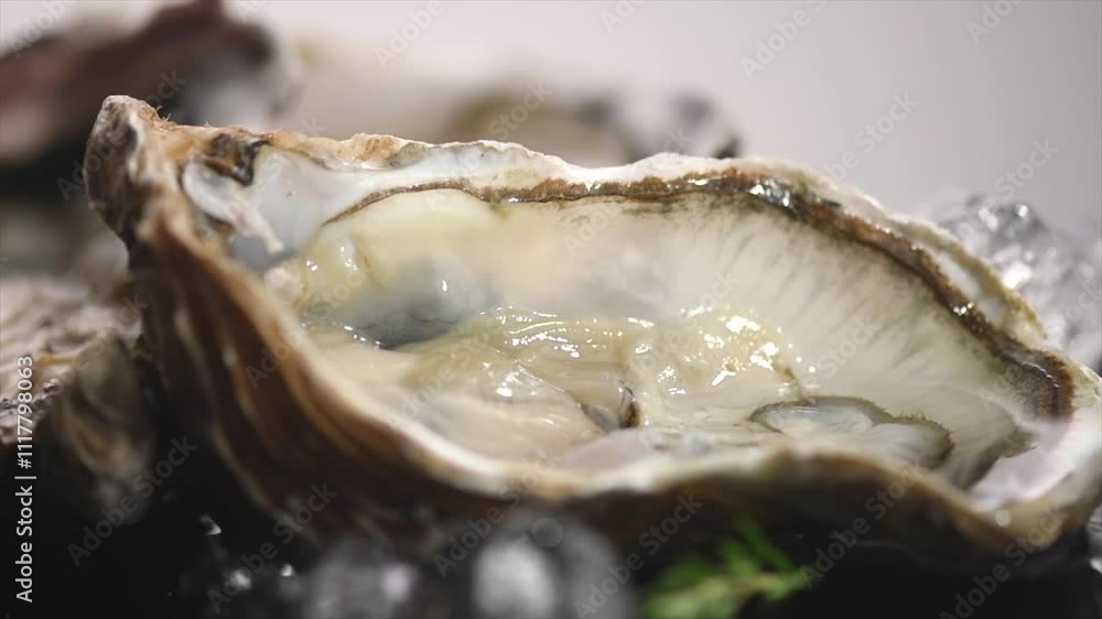 Oysters on ice close up over gray background, open french oysters. Healthy sea food. Oyster dinner in restaurant. Gourmet food, delicatessen. 