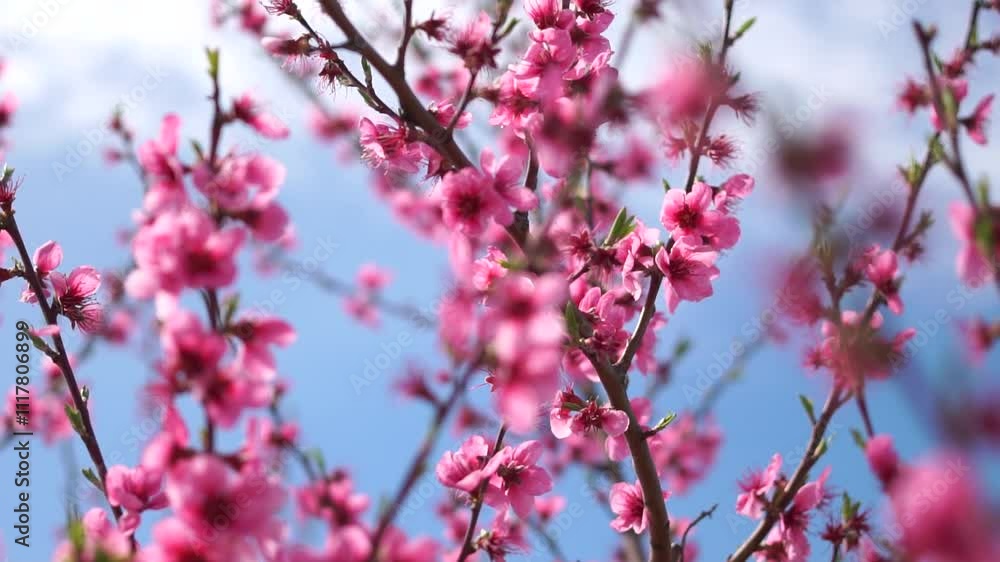 Cherry Blossom Tree Flowers Spring Cherry Blossom Tree Flowers Spring