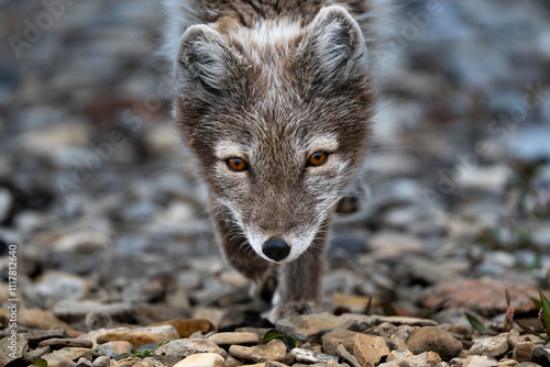 Polar fox