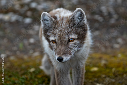 Polar fox