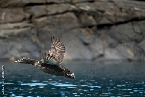 eider