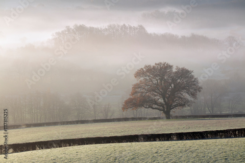 Isolated tree in early morning winter mist and frost, Burwash, East Sussex, England, United Kingdom, Europe