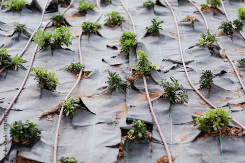 Automatic garden irrigation system with plastic pipes outdoors at garden. Green plants grows on black geotextile on soil. Concept of gardening, landscaping and spring planting. Sunshine