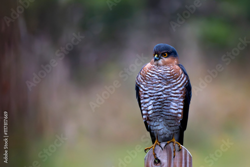 sparrowhawk