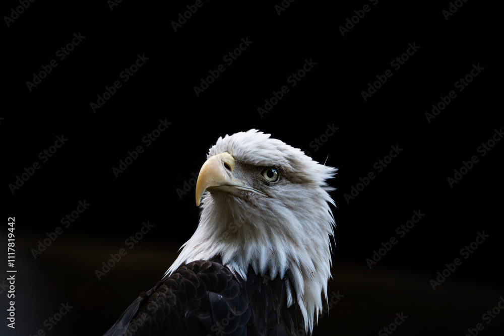 Fototapeta premium bald eagle 