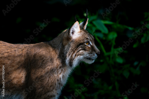 Lynx