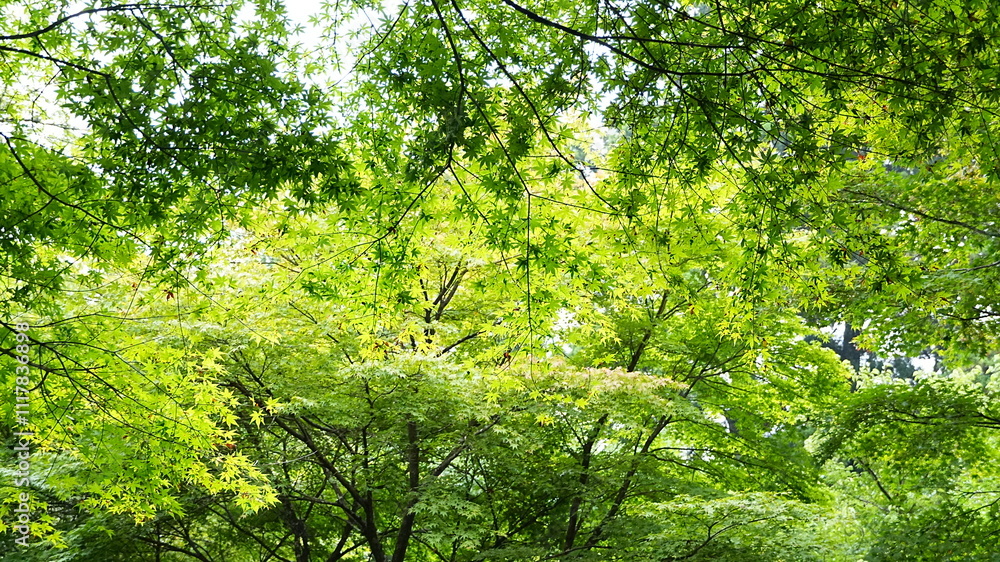 Fototapeta premium green grass in the forest