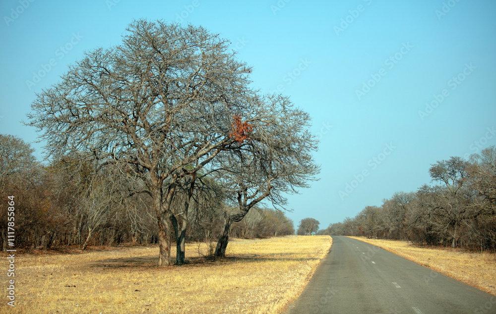 Fototapeta premium Asphalt road in African savannah landscape, Chobe national park, Botswana,