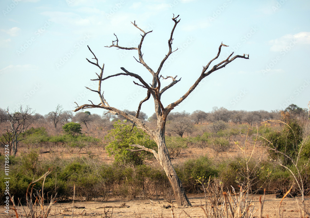African savannah arid landscape, Bare tree, blue sky African savannah arid landscape, Bare tree, blue sky
