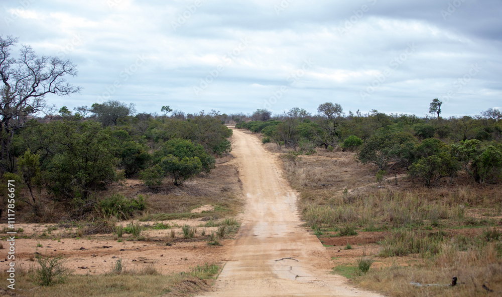 Fototapeta premium Dirt road in African savannah landscape, Chobe park, Botswana,