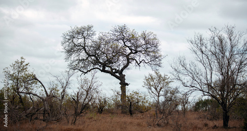 Fotografie Bare leafless trees on cloudy sky background, deciduous plants in African savann