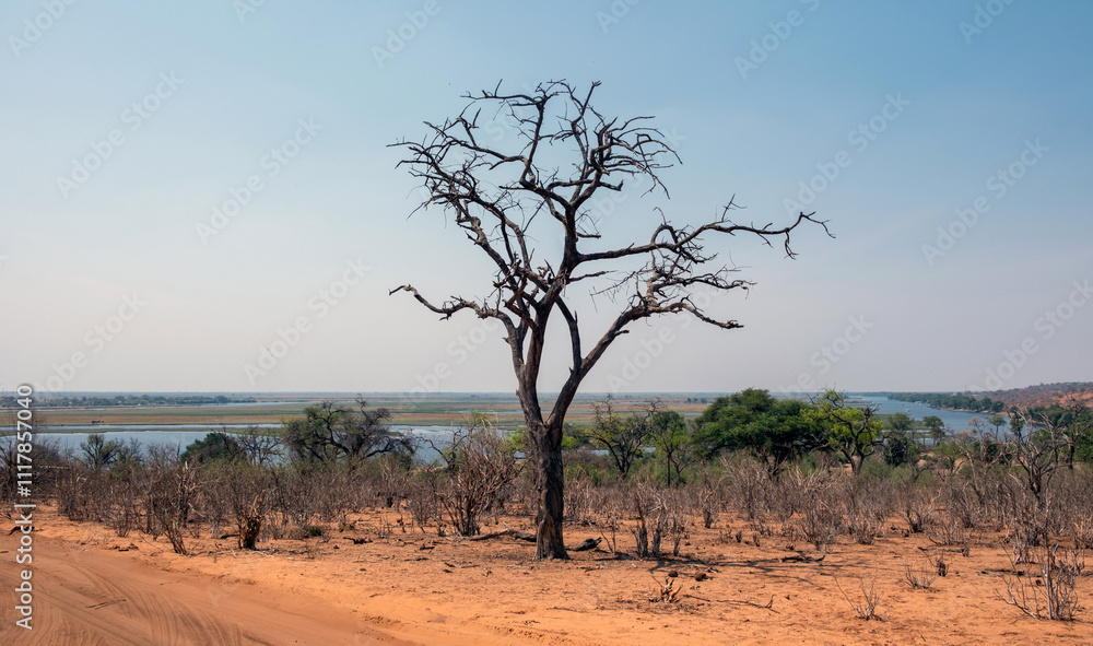 Obraz premium African savannah arid landscape, Bare tree on the reddish dirt road side, blue sky