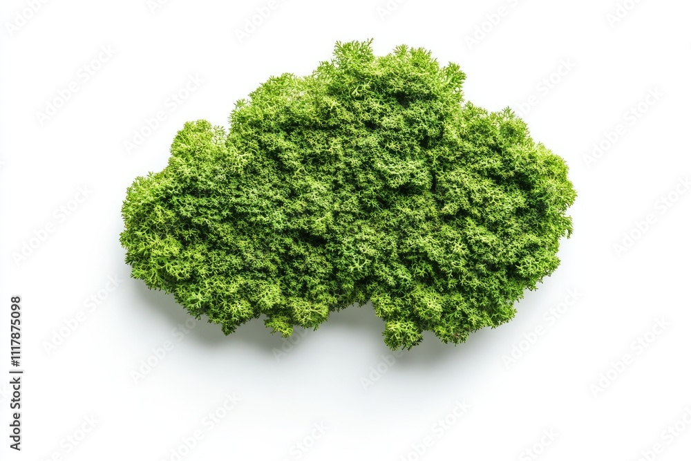 A green plant is growing on a white background A green plant is growing on a white background