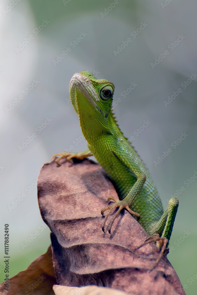 Maned Forest Lizard on a tree branch Maned Forest Lizard on a tree branch
