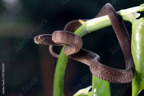 a snail-eating snake was curled up among the branches of a tree photo