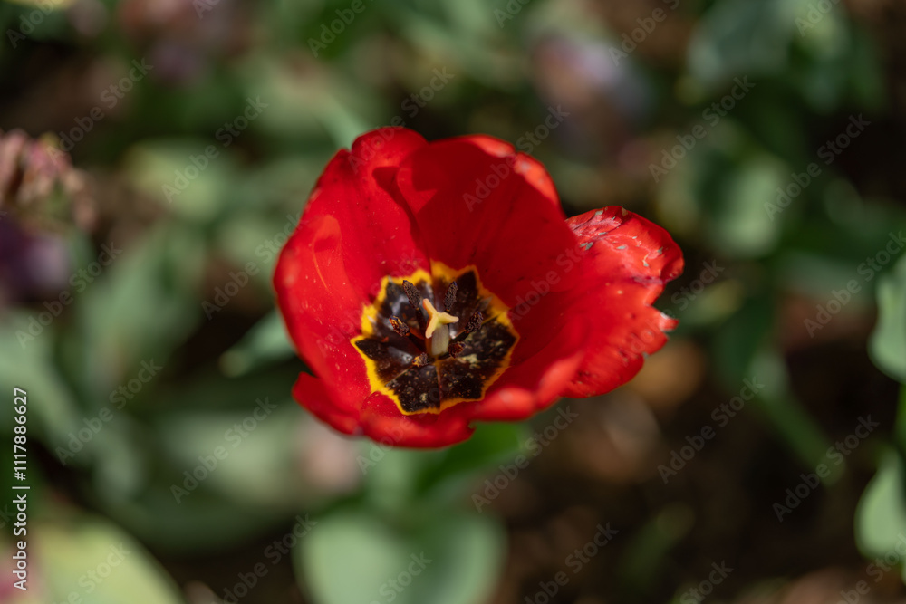 Flower photography captured in full bloom or in the quiet stages of bud or wilting Flower photography captured in full bloom or in the quiet stages of bud or wilting