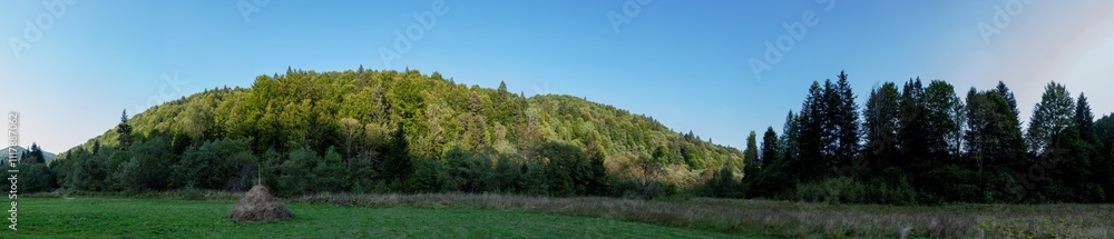 A picturesque panorama of a European spruce forest, a summer day, a clearing and beautiful sunlight on tall trees. A picturesque panorama of a European spruce forest, a summer day, a clearing and beautiful sunlight on tall trees.