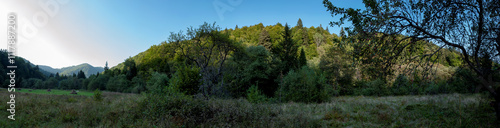 A picturesque panorama of a European spruce forest, a summer day, a clearing and beautiful sunlight on tall trees.