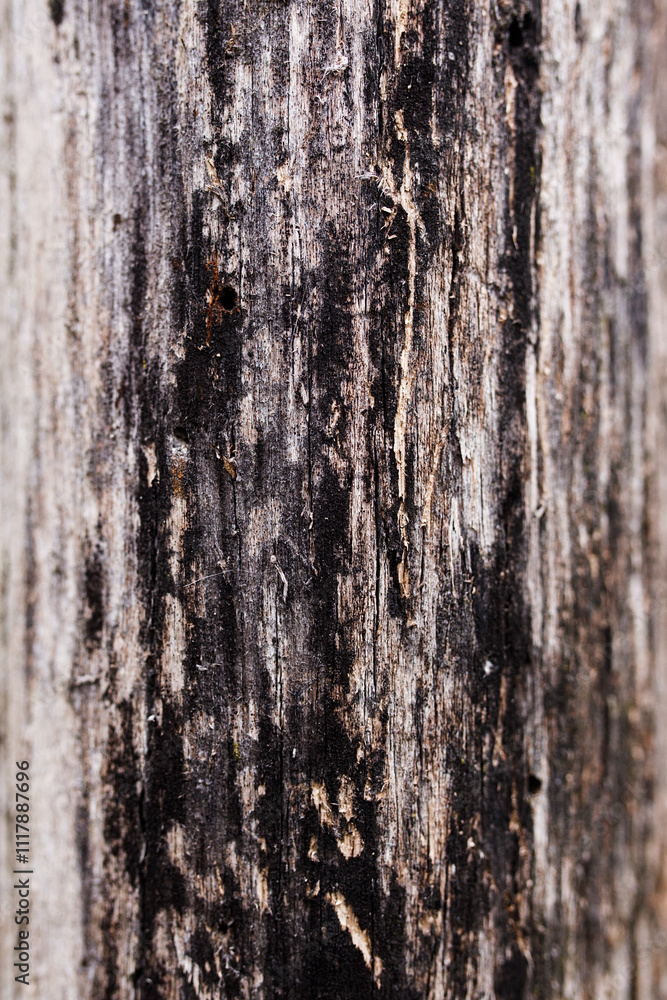 The wood has a texture with vertical stripes that range from light brown to dark brown and black. The wood has a texture with vertical stripes that range from light brown to dark brown and black.
