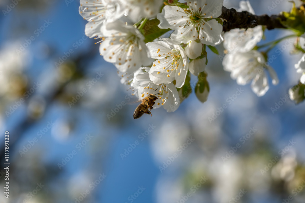 cherry tree blossom