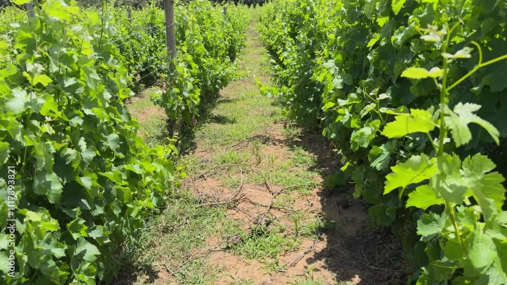 The vineyards of the Western Cape The vineyards of the Western Cape