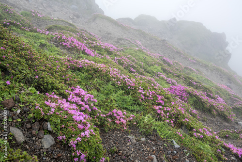 高千穂峰のガレ場に咲くミヤマキリシマ