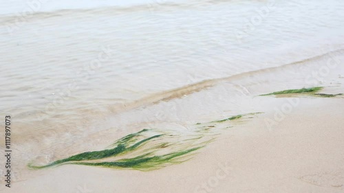 The Baltic Sea shore with small waves and seaweed on the sand, a calm and peaceful atmosphere.