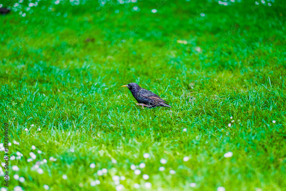 Vibrant Starling Stands Gracefully on Lush Green Grass With Delicate White Flowers Amongst the Verdant Scene on a Sunny Day in Nature Vibrant Starling Stands Gracefully on Lush Green Grass With Delicate White Flowers Amongst the Verdant Scene on a Sunny Day in Nature